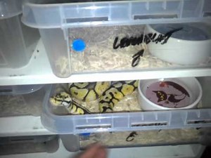 Ball Python The Spider Ball