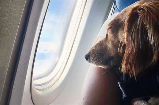 These Are the Pet-friendliest Airlines in the World, According to a New Study
