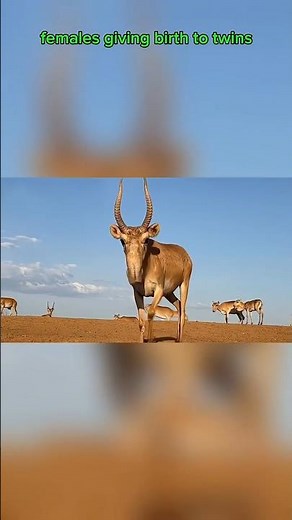 The Strangest Antelope You have never seen..