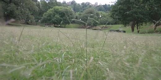 Dog attack laws in Alabama: Understanding owner liability