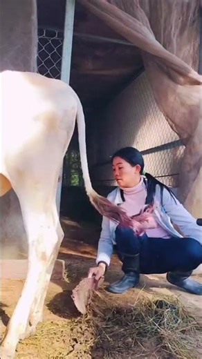 cleaning up cow dung every morning Cleaning of the cowshed #animal. #shorts #videos #amazing