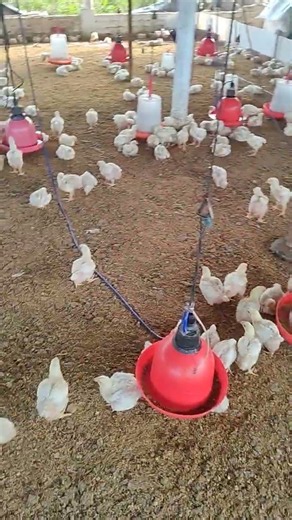 Broiler Chicken Farming ! Rainy Season Management