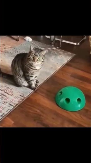 This Cat's "Thanks But No Thanks" to New Toy is Iconic! 😻