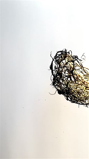 Asemic writing. I collect small amounts of what the land offers — roots, bark, and tangled fibers. Sometimes they become brushes. I reuse them again and again. - #inkdrawing #ashevilleartist #inkonpaper #natureart #asemicwriting | Mel Sozer