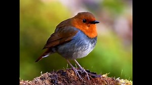 18K views · 3.5K reactions | Japanese robin singing (Larvivora akahige) Japan. | BIRDS & Nature | Facebook