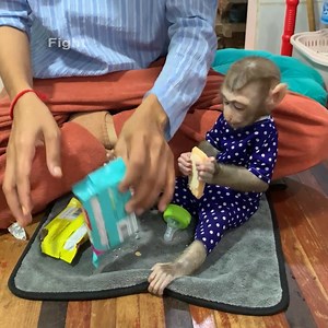 4K views · 114 reactions | Adorable baby monkey wait mom washing the dishes and ask mom for food to eat | Monkey ROJO | Facebook