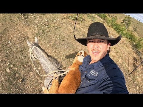 I completely cooked my working dog…