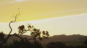 DancingStarsArrestShocksFans