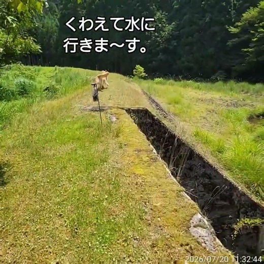 ゴールデンレトリバー サマーカットど～する～❔2026年7月20日 #ゴールデンレトリバー #田舎暮らし