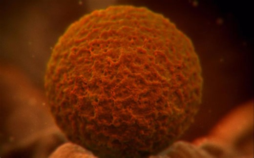 从小蝌蚪到胎儿～受精卵的形成