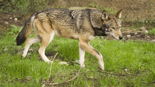 Are Red Wolves Hybrids? No, And That’s A Critical Distinction For The World’s Rarest Wolf