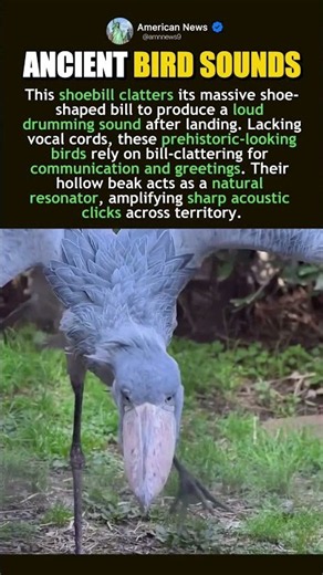 SHOEBILL'S INCREDIBLE BILL CLATTER