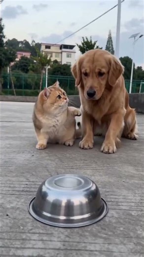 Epic Explosion Prank: Dog vs Cat! 💣 You Won't Believe the Dog's Reaction! 😂 #shorts #funnycats