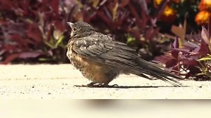 实拍一只小鸟死亡全过程，看完哭了