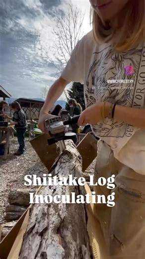 4.2K views · 1.1K reactions | @wwcforestry has been busy inoculating shiitake mushrooms using white oak logs from trees that fell during Helene. We love seeing these trees given new life ♻️ #warrenwilsoncollege #shiitake #mushrooms #inoculation #forestry | Warren Wilson College | Facebook