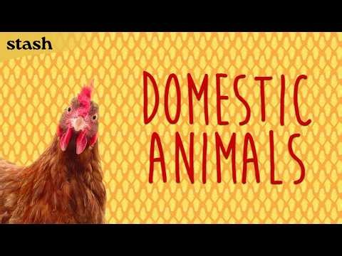 Domestic Animals | Absurde Komödie | Ganzer Film Deutsch