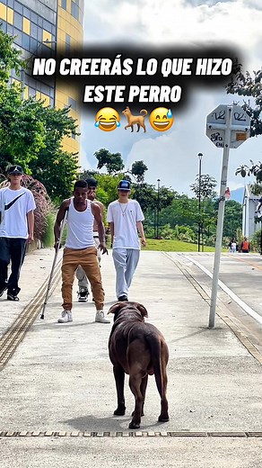 6.3M views · 47K reactions | No creerás lo que hizo este perro  #humor #fblifestyle #viral | Hablame Manito - Cleerth dogs | Facebook