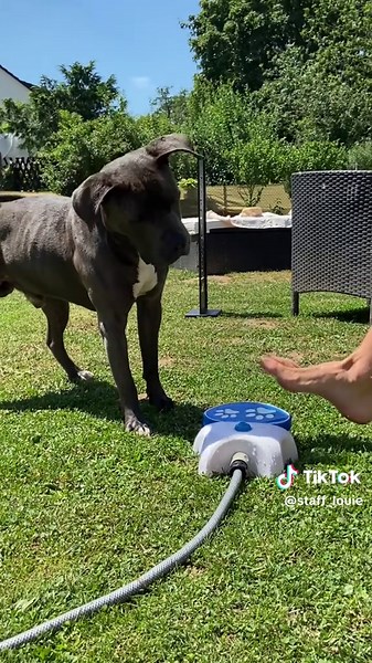 Hunde spielerisch trainieren: Tipps und Tricks