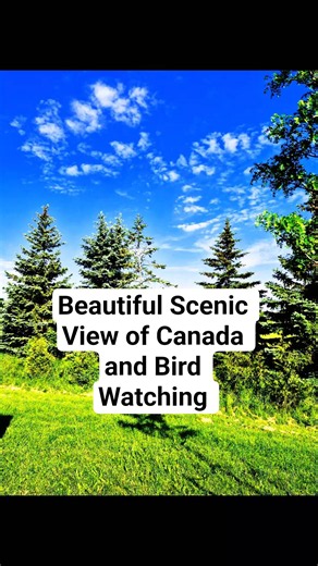 Beautiful Scenic View of Canada and Bird watching #birdwatching #birdchirping #nature #naturelovers