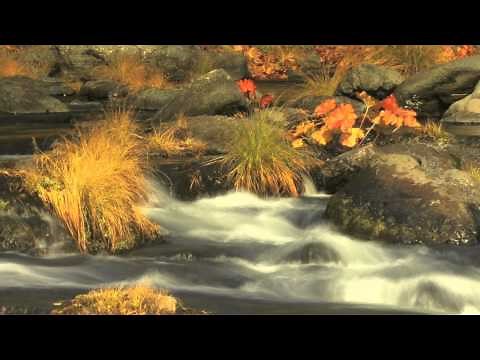 Meditation - Spa Music Collection by Musical Spa (FREE Meditation Music)