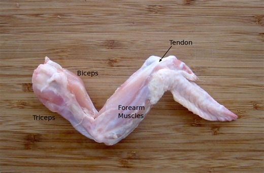 Chicken Wing Dissection