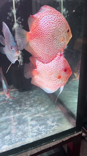 super phantera white #pecesdisco #discus #pezdiscomexico