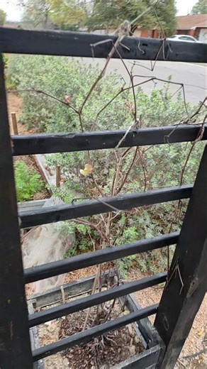 I thought they were dead!! #gardening #grapevines #texasgardening #garedeningrealities