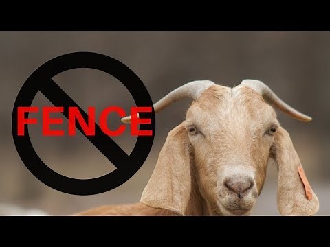How I Keep My Goats in WITHOUT a Fence