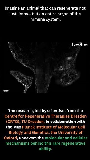 How Axolotls Regrow an Entire Thymus — A Regeneration Breakthrough in Vertebrates