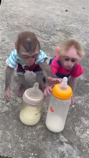 Baby monkey video! Bibi baby is Smart and cute! #bibi #lala #monkybibi