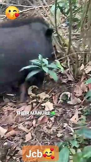 China used 100.000 pigs to stop a desert🥰 | Jarvis Cababat Basiya