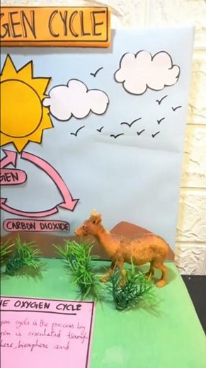 Oxygen Cycle Model | Oxygen cycle project | Oxygen cycle 3D | Exhibition model for school | How to