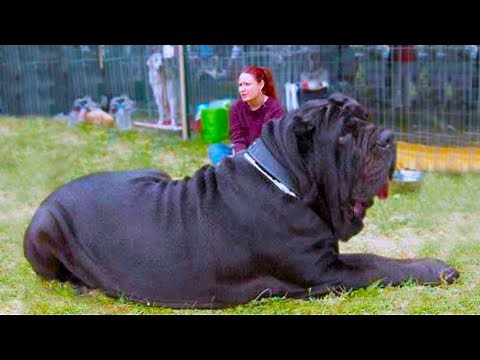 15 Biggest Guard Dogs In The World