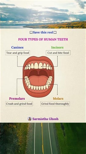 Types of Human Teeth