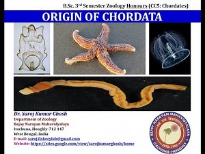 Dipleurula concept and Echinoderm theory of origin of chordates