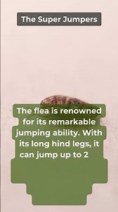 Fascinating Facts About The flea | Wild Wonders Byte