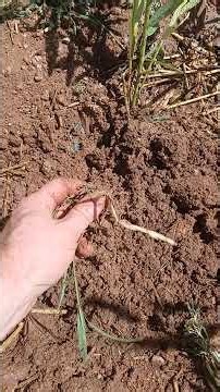 Removing Bermuda Grass the Easy Way!