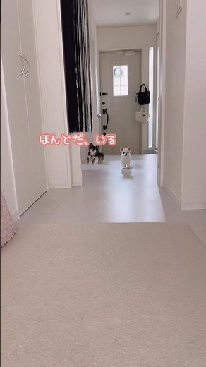 飼い主の存在を忘れちゃうチワワ。笑 #アテレコ #アフレコ #犬 #ペット #家族 #ほのぼの