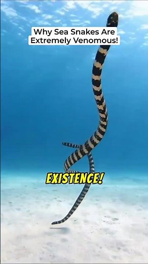 Why Sea Snakes Have to Be EXTREMELY Venomous to Survive!