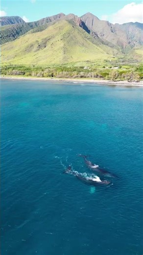 🌺 WHALE WATCHING TOUR – A MUST-DO EXPERIENCE IN HAWAII