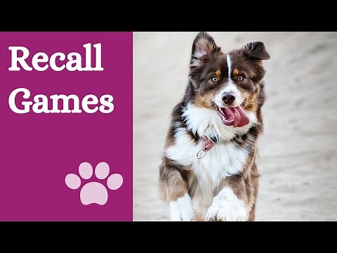 Play those 5 games and improve your dog's recall