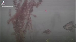 11K views · 99 reactions | Never gets old watching these fish eat! Short compilation of underwater catches from last season  #icefishing #icefish #iceteam #bluegills #panfish #crappie #underwater #underwatercamera #fishingtiktoks #viral #chow | Matt Johnson Outdoors | Facebook