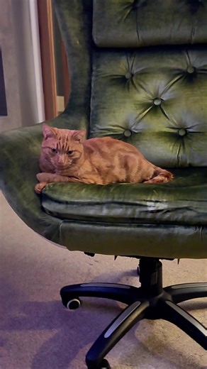 Mr ginger nut ❤️🥰 #cat #cattok