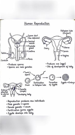 human reproduction by @studentstudyteam
