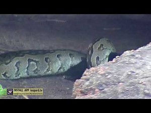 Python kills and eat leopard cubs and the mother can do nothing!