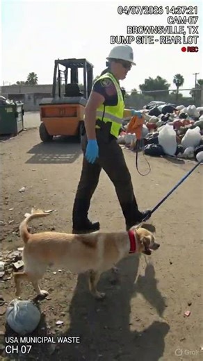 Shocking Dog Rescue at Dump Site, Dirty Stray Puppy Saved by Animal Control in Brownsville TX