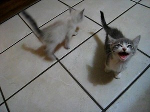 2 kittens, 1 cat, lots of meowing
