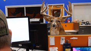 Stop day dreaming and go watch the latest episode of Bowhunt or Die! Our team shows us the bucks they will be chasing this fall! | Bowhunting.com