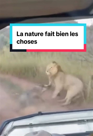 La nature fait bien les choses #devinelapersonne #animal #sauvage #lion #predator