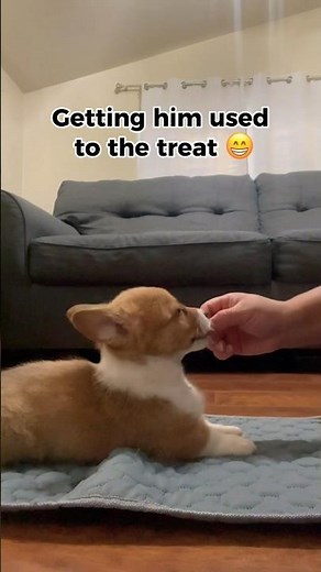 How to train a Corgi Puppy